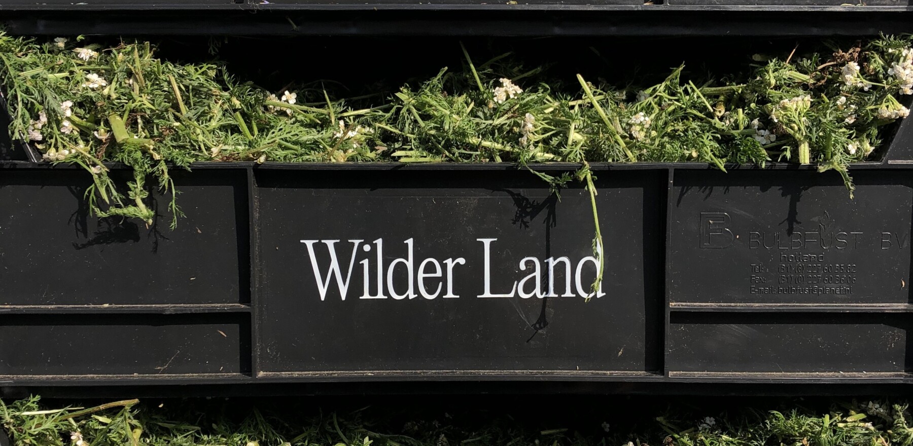 New collaboration: tea from Wilder Land
